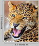 Roaring Leopard Wall Decal