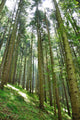 Green Forrest Wall Decal