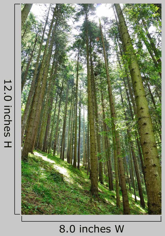 Green Forrest Wall Decal