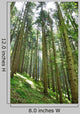 Green Forrest Wall Decal
