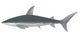 Shark White Wall Decal