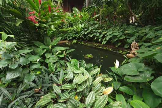 Thai Tropical Garden Wall Decal