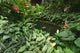 Thai Tropical Garden Wall Decal
