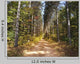 Path through Pine Trees Wall Decal
