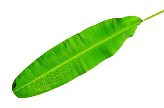 Green Fresh Banana Leaf Wall Decal