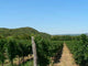 Hungarian Vineyard Wall Decal