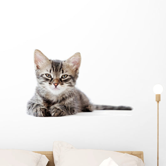 Little Kitten White Wall Decal