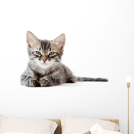 Little Kitten White Wall Decal