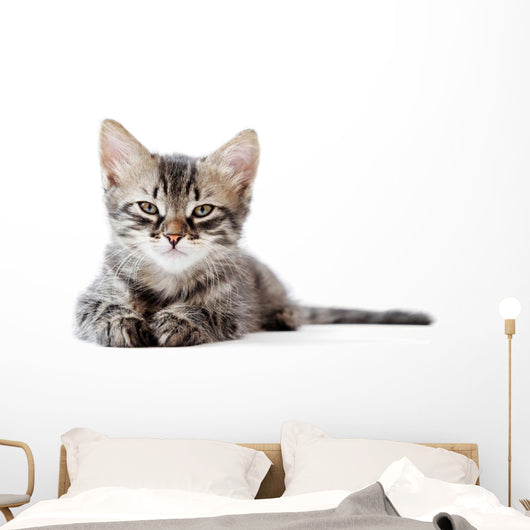 Little Kitten White Wall Decal