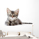 Little Kitten White Wall Decal