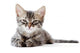 Little Kitten White Wall Decal