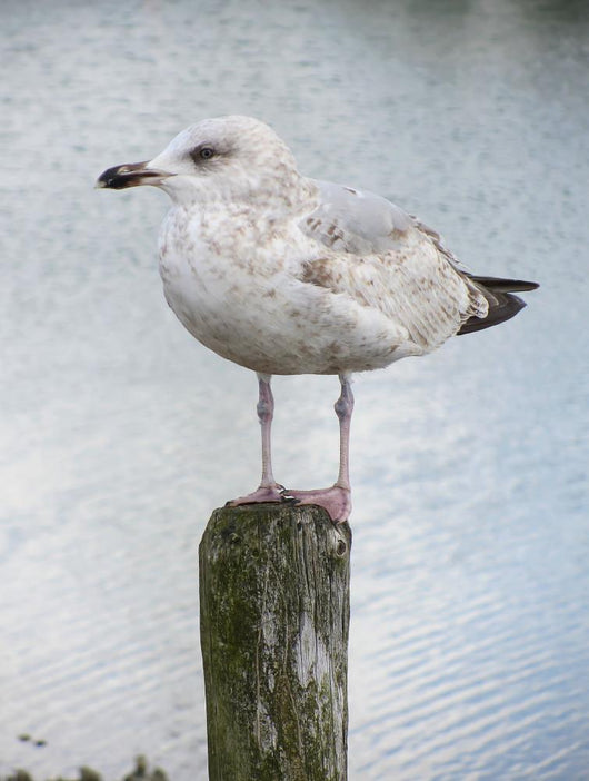 Mouette Wall Decal