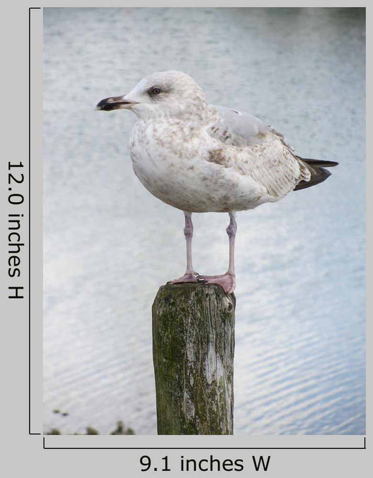Mouette Wall Decal