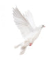 Photographic White Dove Wall Decal