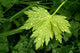 Green Leaf Wall Decal