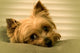 Sleepy Yorkie Wall Decal