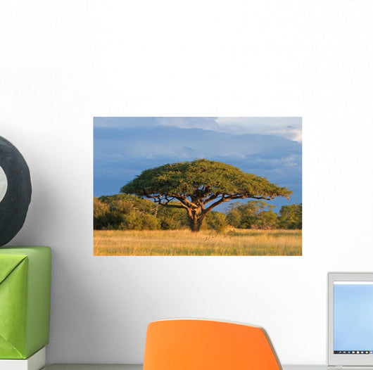 African Acacia Tree Hwange Wall Decal