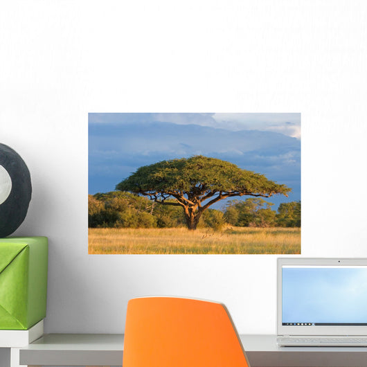 African Acacia Tree Hwange Wall Decal