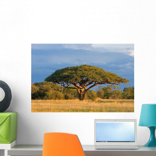 African Acacia Tree Hwange Wall Decal