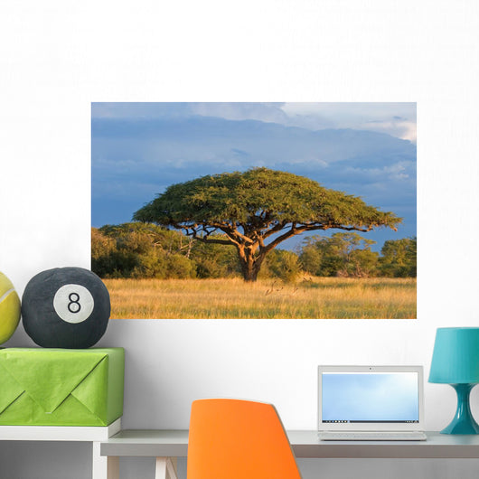 African Acacia Tree Hwange Wall Decal