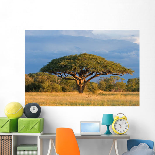 African Acacia Tree Hwange Wall Decal