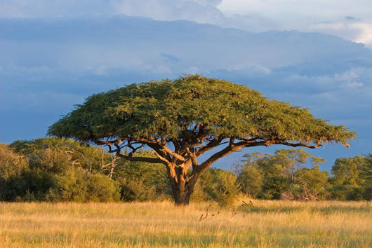 African Acacia Tree Hwange Wall Decal