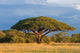 African Acacia Tree Hwange Wall Decal