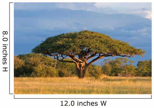 African Acacia Tree Hwange Wall Decal