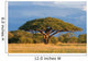 African Acacia Tree Hwange Wall Decal
