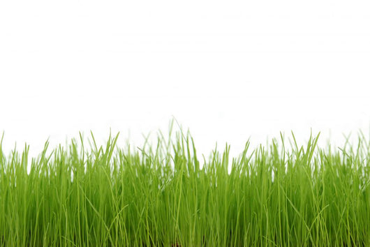 Green Grass Wall Decal