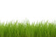 Green Grass Wall Decal