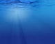 Underwater Scene Wall Decal