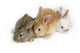 Cute Rabbit Family Wall Decal