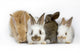Sweet Four Baby Rabbit Wall Decal