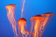 Orange Jellyfish Wall Decal