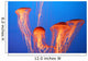Orange Jellyfish Wall Decal