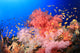 Beautiful Soft Corals Red Wall Decal