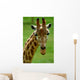 Giraffe Head Wall Decal