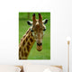 Giraffe Head Wall Decal