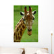 Giraffe Head Wall Decal