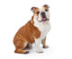 English Bulldog Sitting Wall Decal