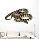 Python Morelia Spilota Variegata Wall Decal