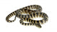 Python Morelia Spilota Variegata Wall Decal