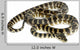 Python Morelia Spilota Variegata Wall Decal