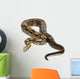 Common Northern Boa Boa Wall Decal