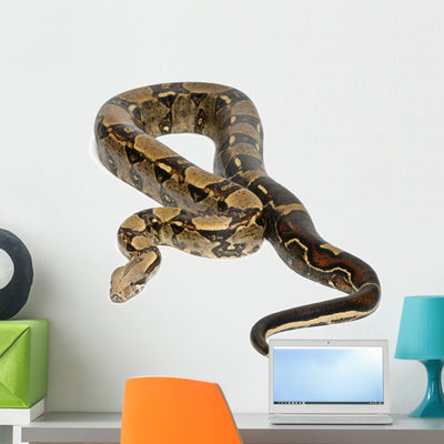 Common Northern Boa Boa Wall Decal shown on a wall