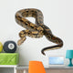 Common Northern Boa Boa Wall Decal