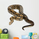 Common Northern Boa Boa Wall Decal
