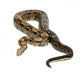 Common Northern Boa Boa Wall Decal