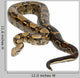 Common Northern Boa Boa Wall Decal